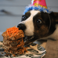 Vegan verjaardagstaart voor honden